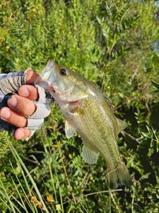 Largemouth Bass