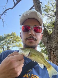 Largemouth Bass