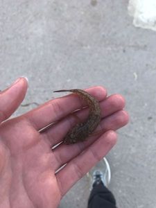 Giant Goby