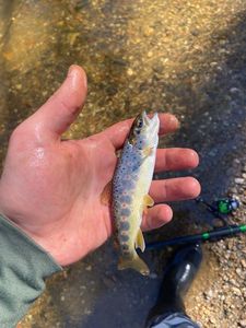 Brown Trout