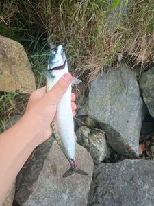 Mackerel