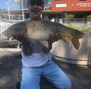 Common Carp