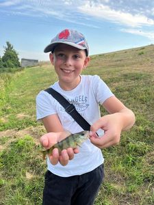 European Perch