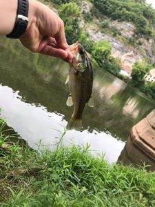 Largemouth Bass