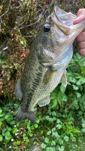 Largemouth Bass