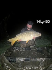 Common Carp
