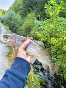 Rainbow Trout