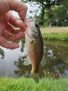 Largemouth Bass