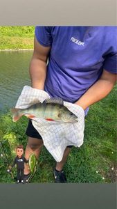 European Perch
