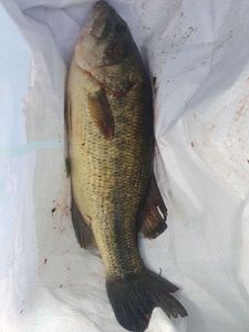 Largemouth Bass