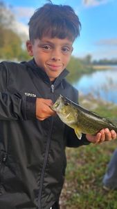 Largemouth Bass