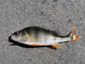 European Perch