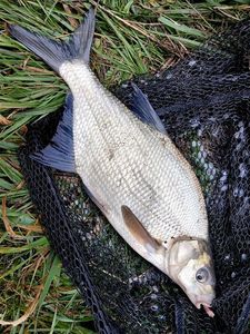 Common Bream