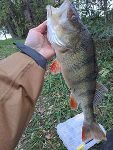European Perch