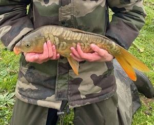 Mirror Carp