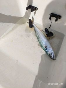 Mackerel
