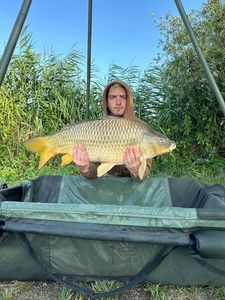 Common Carp