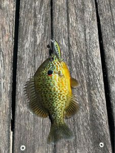 Green Sunfish