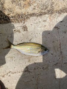 Salema