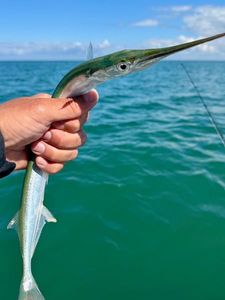 Garfish