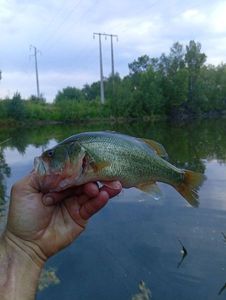 Largemouth Bass
