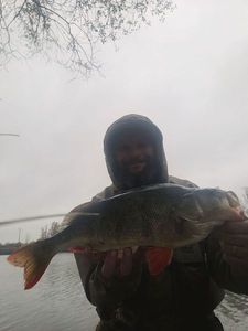 European Perch