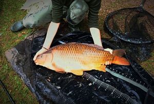 Common Carp