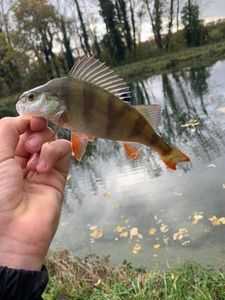 European Perch