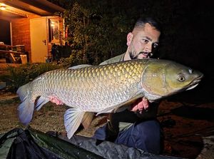 Grass Carp