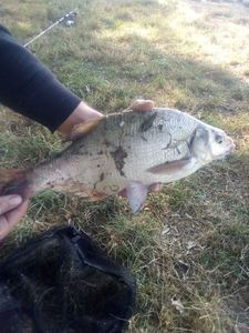 Common Bream