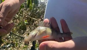 European Perch