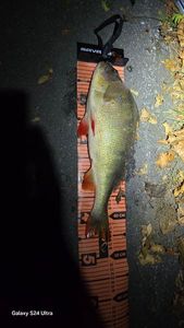 European Perch