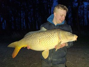 Common Carp