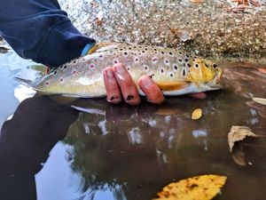 Brown Trout