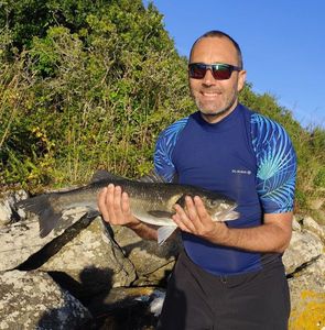 European Bass (Seabass)