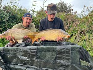 Common Carp