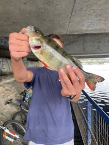 European Perch
