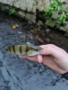 Yellow Perch
