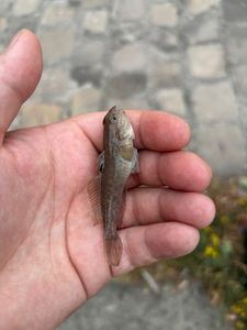 Round Goby