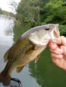 Largemouth Bass