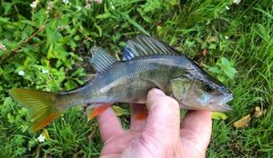 European Perch