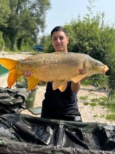 Mirror Carp
