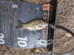 Crucian Carp