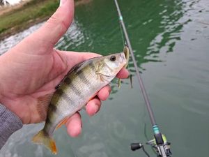European Perch