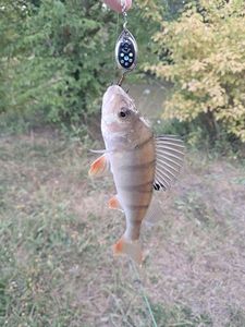 European Perch