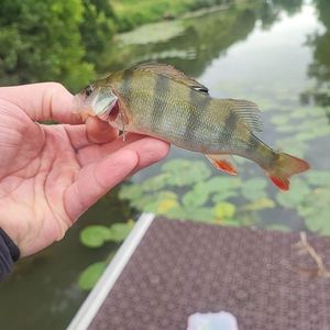 European Perch
