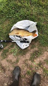 Common Carp