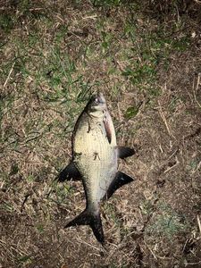 Common Bream