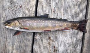 Brown Trout
