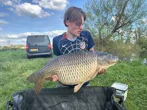 Common Carp